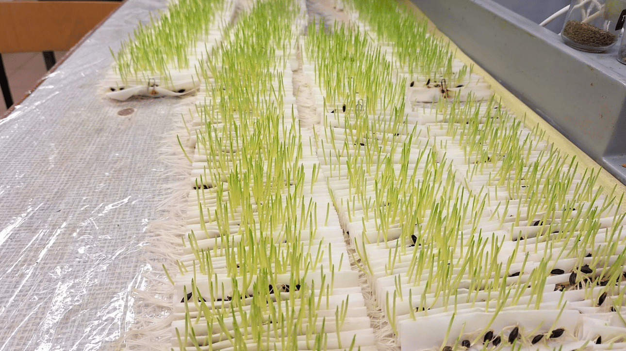 Określenie zdolności i energii kiełkowania ziarna